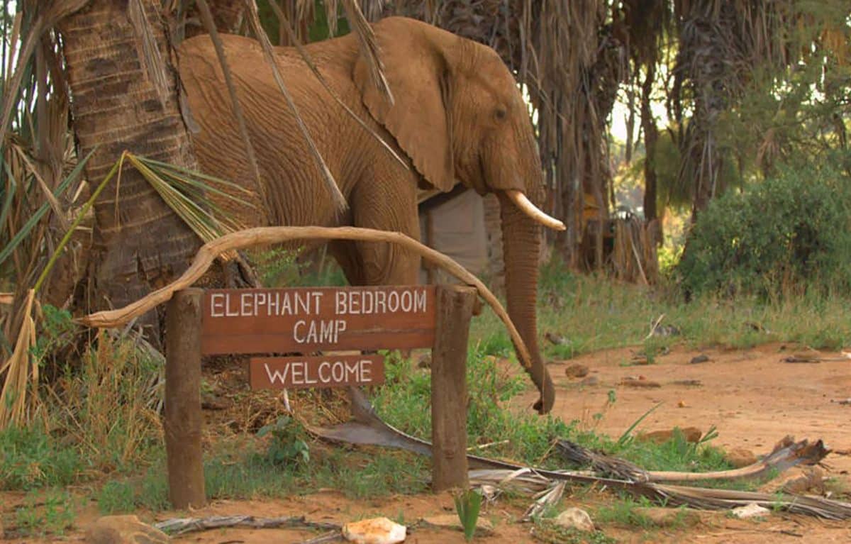 Elephant Bedroom Camp – Where Wild Luxury Meets the Heart of Samburu.