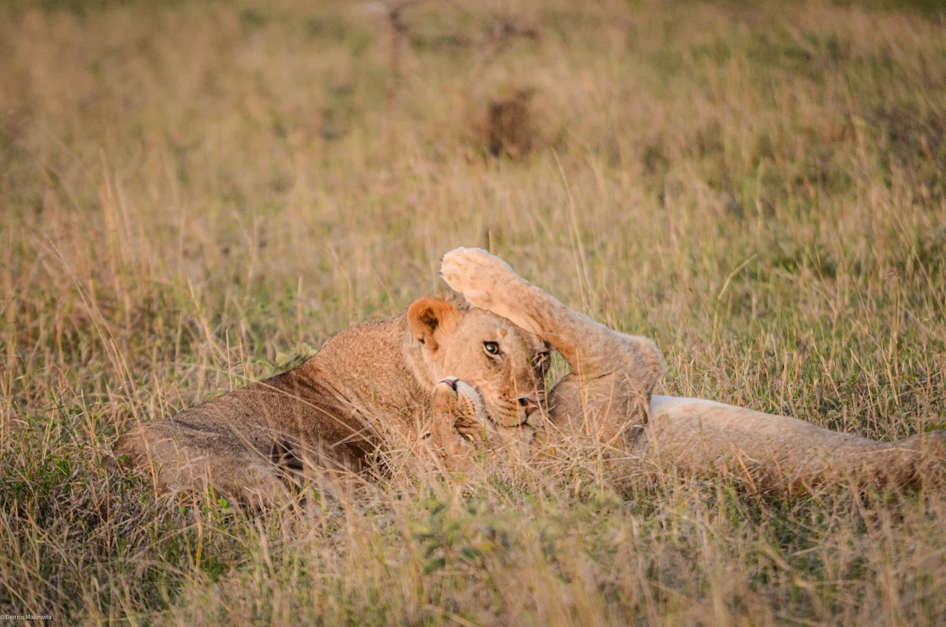 6-Day Lake Manyara, Ngorongoro Crater & Serengeti Safari