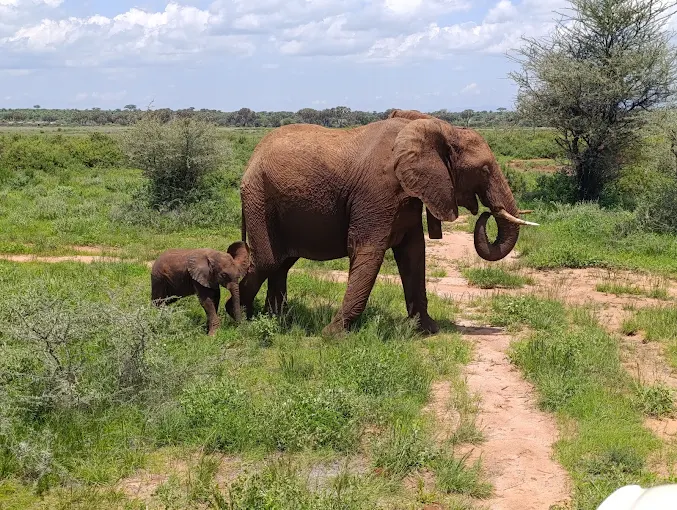 Samburu Sopa Lodge – Samburu National Reserve