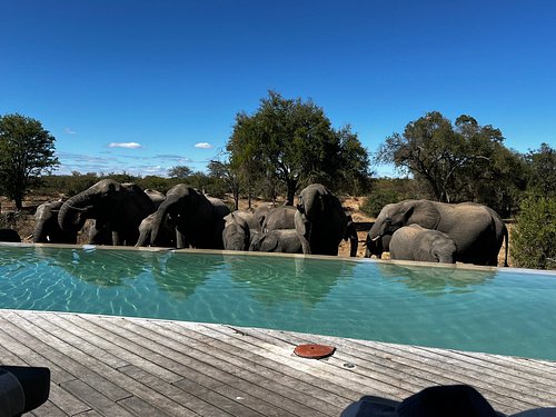 Beyond Ngala Safari Lodge – South Africa