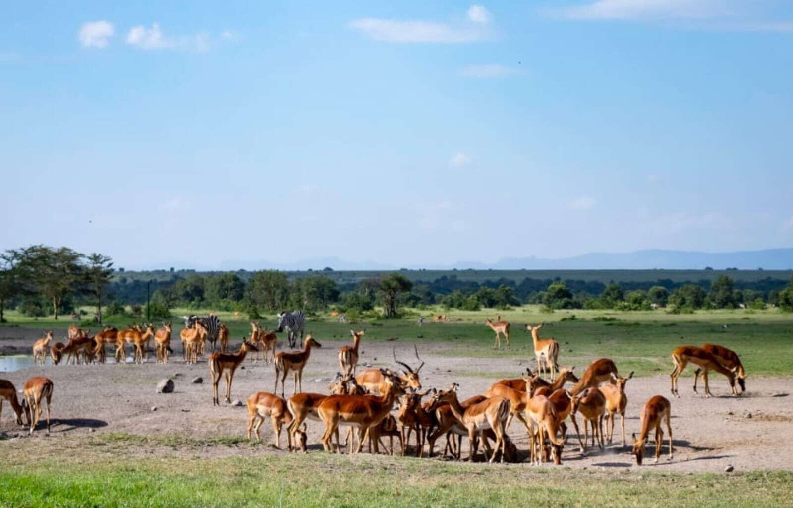 🌿 Ol Pejeta Sweetwaters Serena Camp Holiday Package