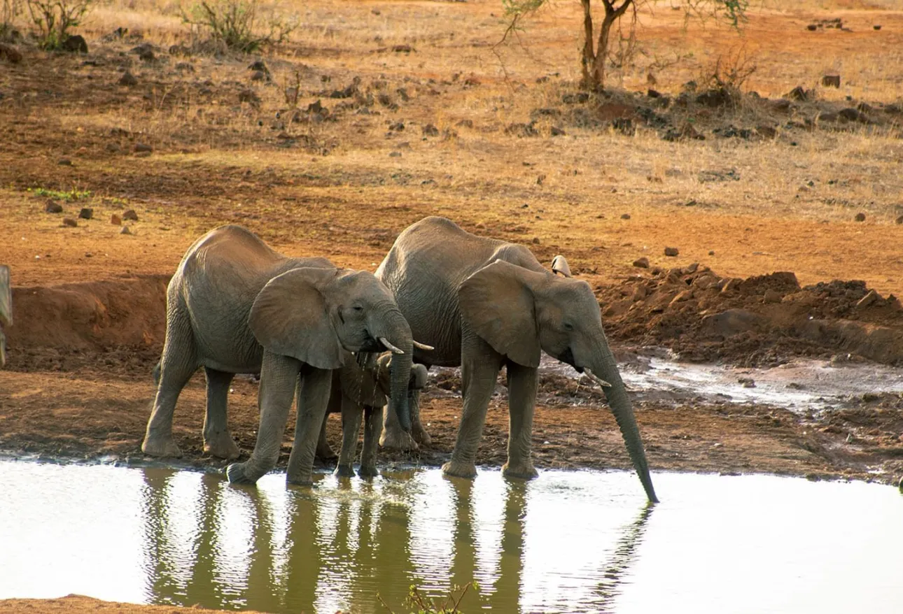 Kilaguni Serena Safari Lodge โ Luxury Safari Escape in Tsavo West National Park, Kenya.