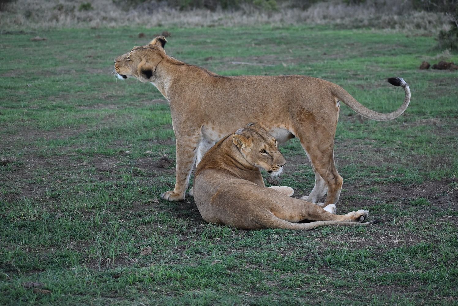 8 Days – Kenya Big Five Ultimate Safari