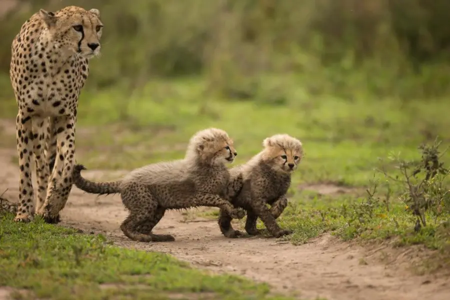 7 Day Safari Trail Across Kenya & Tanzania