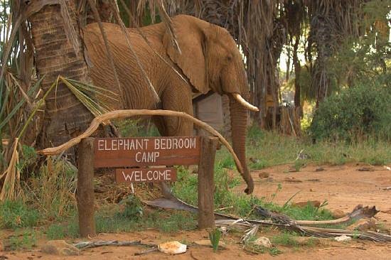 Elephant Bedroom Camp – Luxury Safari Retreat in the Heart of Samburu National Reserve.