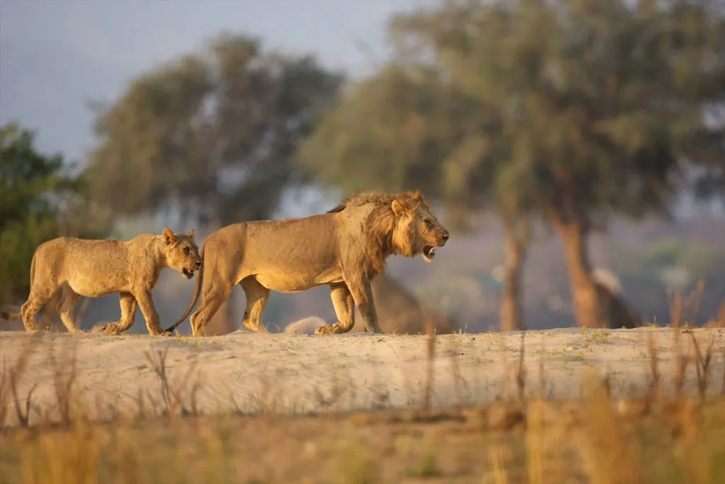 5-Day Mana Pools National Park Safari Experience In Zimbabwe