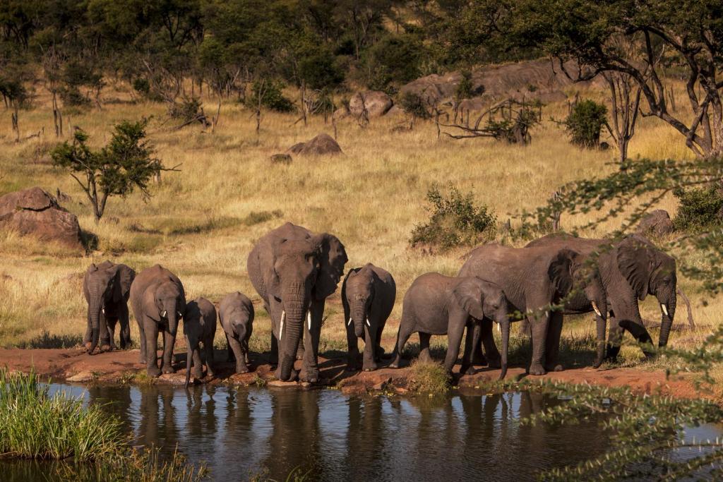 Four Seasons Safari Lodge – Serengeti Holiday Package