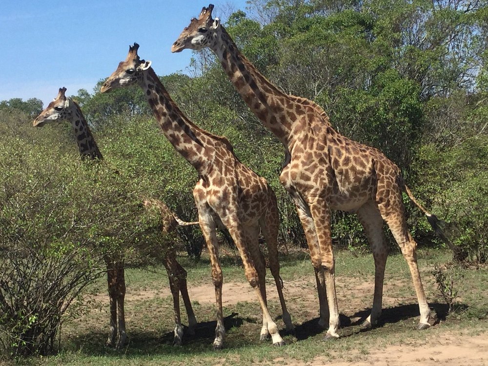 Mara Intrepids Luxury Safari Camp, Maasai Mara