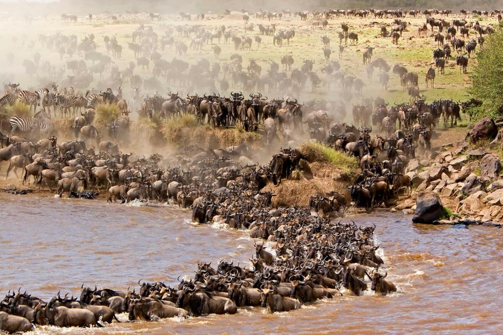 Wildebeest Migration Maasai Mara 2026 – Great Migration Safari Package Kenya