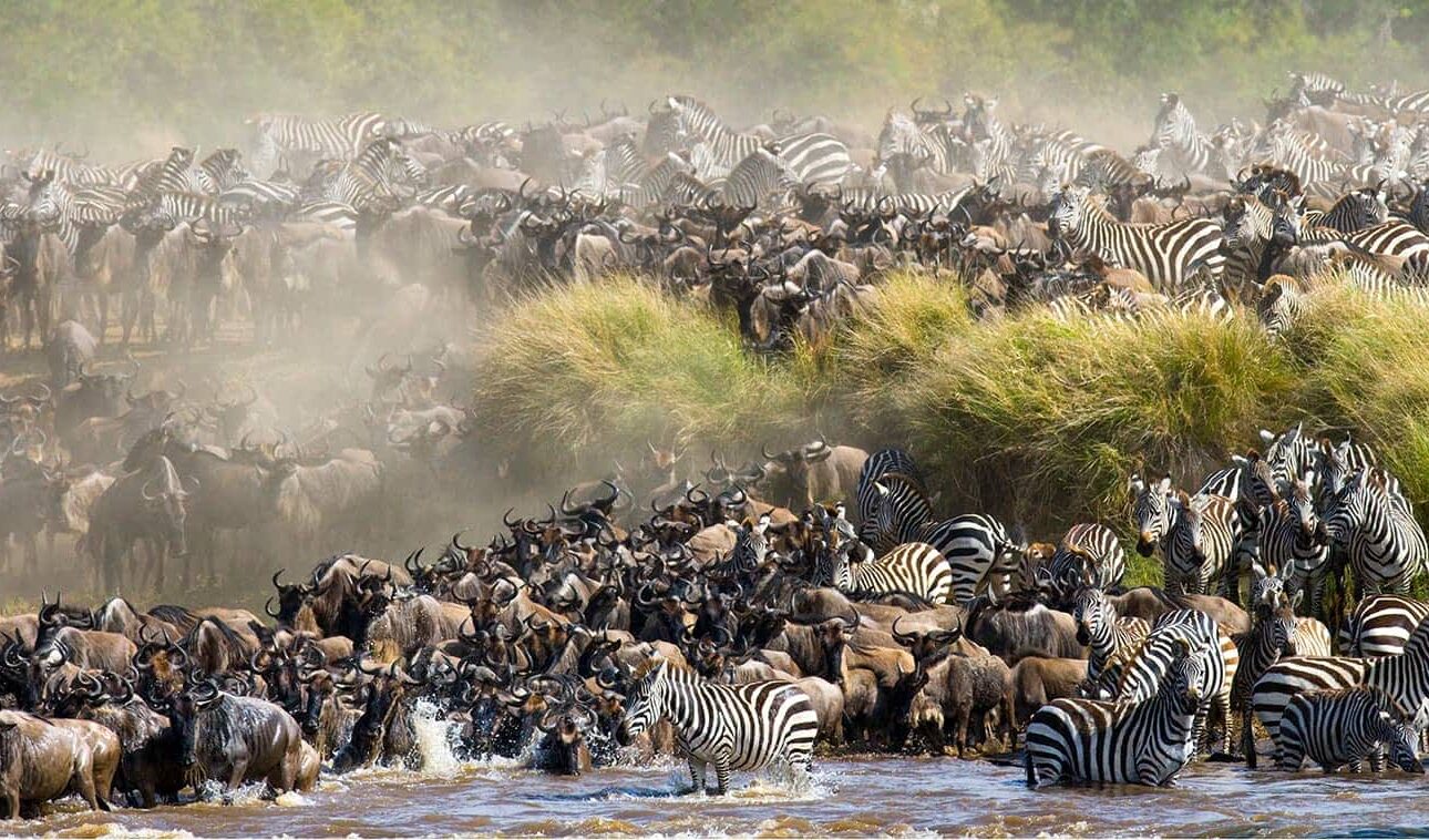 Great Migration in Maasai Mara Kenya