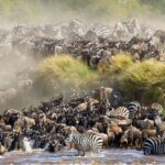 Great Migration in Maasai Mara Kenya