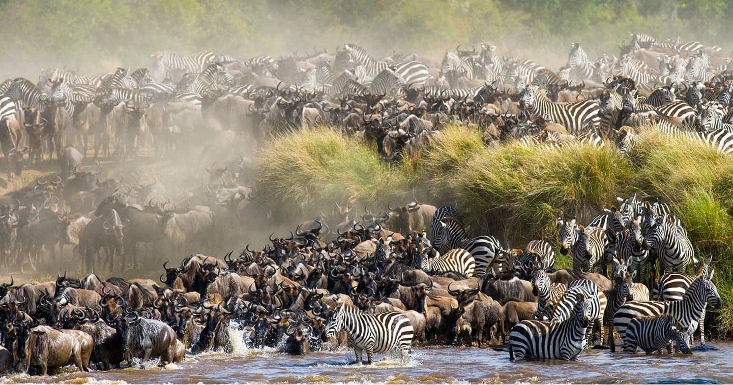Great Migration in Maasai Mara Kenya